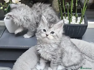 Maine Coon cats Maine Coon kittens registered European bloodline - Advert 14