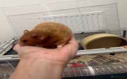 Chinchilla rodents for sale: Hamster Syrian and Full set up!  - Image 6