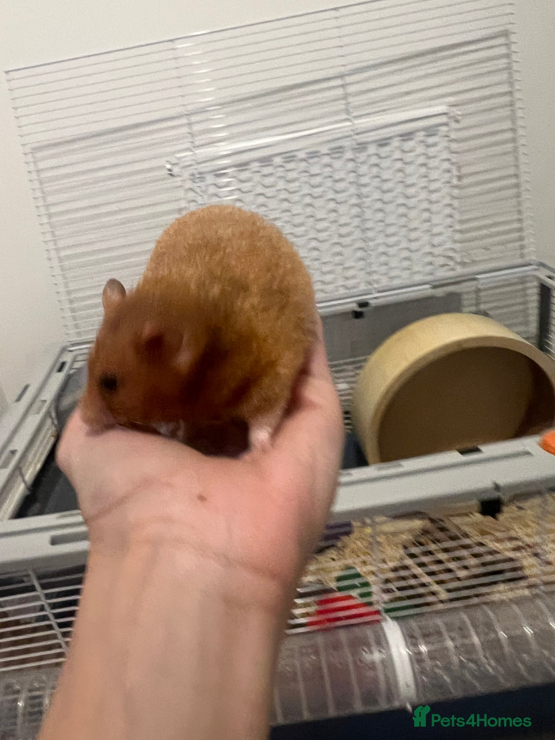 Chinchilla rodents for sale: Hamster Syrian and Full set up!  - Image 6