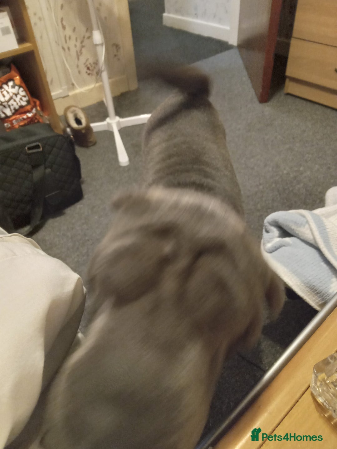 Shar Pei dogs for sale: Blue shar pei needing new home  - Image 5