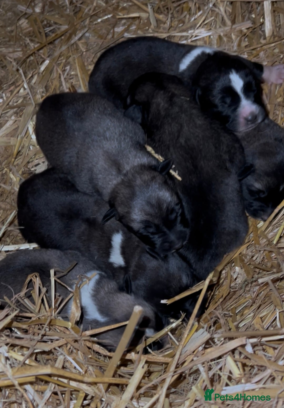 Mixed Breed dogs for sale: Turkish kangal x Caucasian pups  - Advert 12