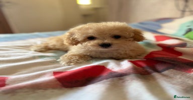 Poochon dogs - Advert 9