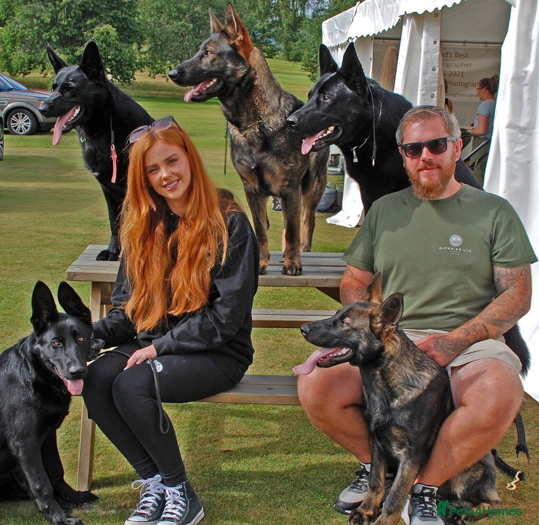German Shepherd dogs for sale: Exceptional, Trained Working Line German Shepherd  - Image 9