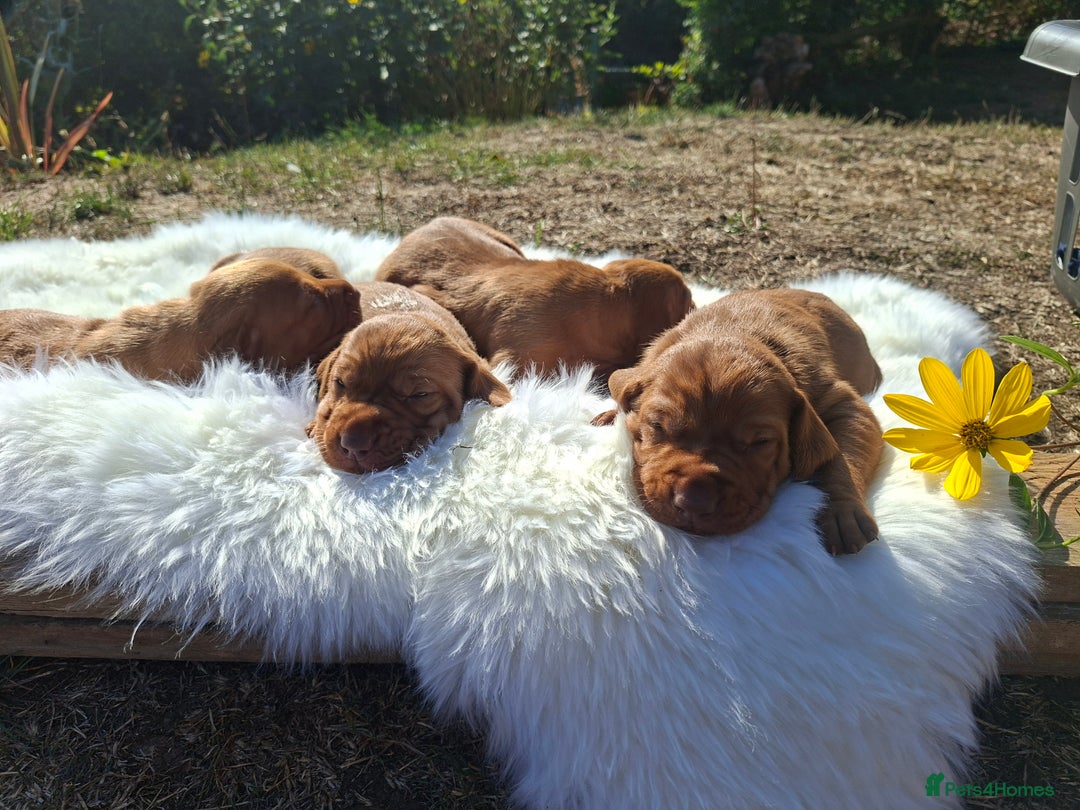 Hungarian Vizsla dogs for sale: Hungarian vizsla  - Image 14