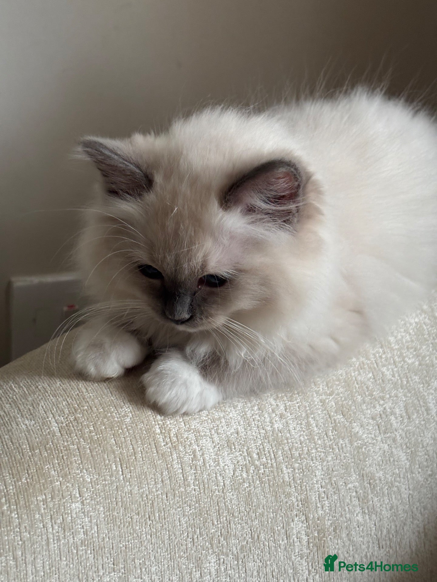 Ragdoll cats Gorgeous Blue  gccf kittens available 💜💜💜 - Advert 4