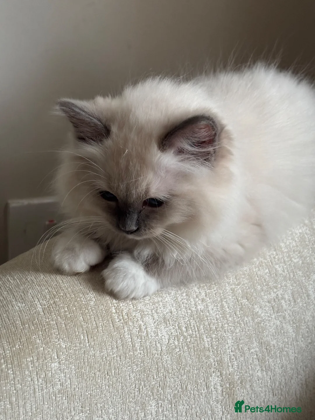 Ragdoll cats for sale: Gccf blue mitted girl ready now  💜💜💜 - Advert 2