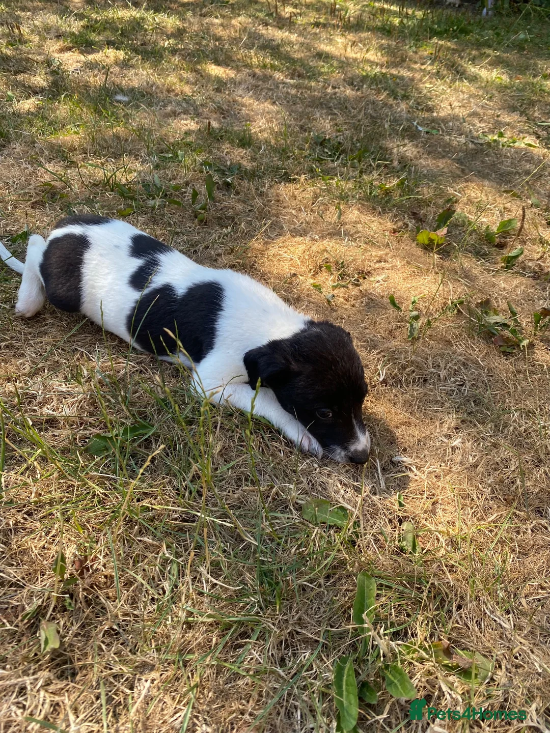 Mixed Breed dogs for sale: Gorgeous pups  in Southampton - Advert 11