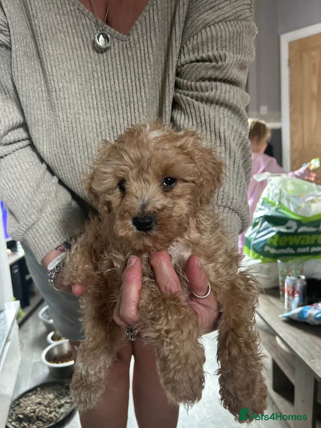 Cockapoo dogs for sale: Cockapoo puppies - Advert 12