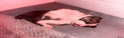 Mixed Breed dogs for sale: Mother is akita x staff father is full Akita - Advert 19
