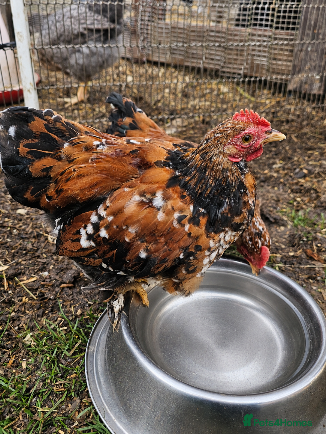 Chickens poultry 12 week old cockrels  - Advert 1