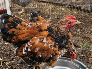 Chickens poultry for sale: 12 week old cockerels - Advert 2