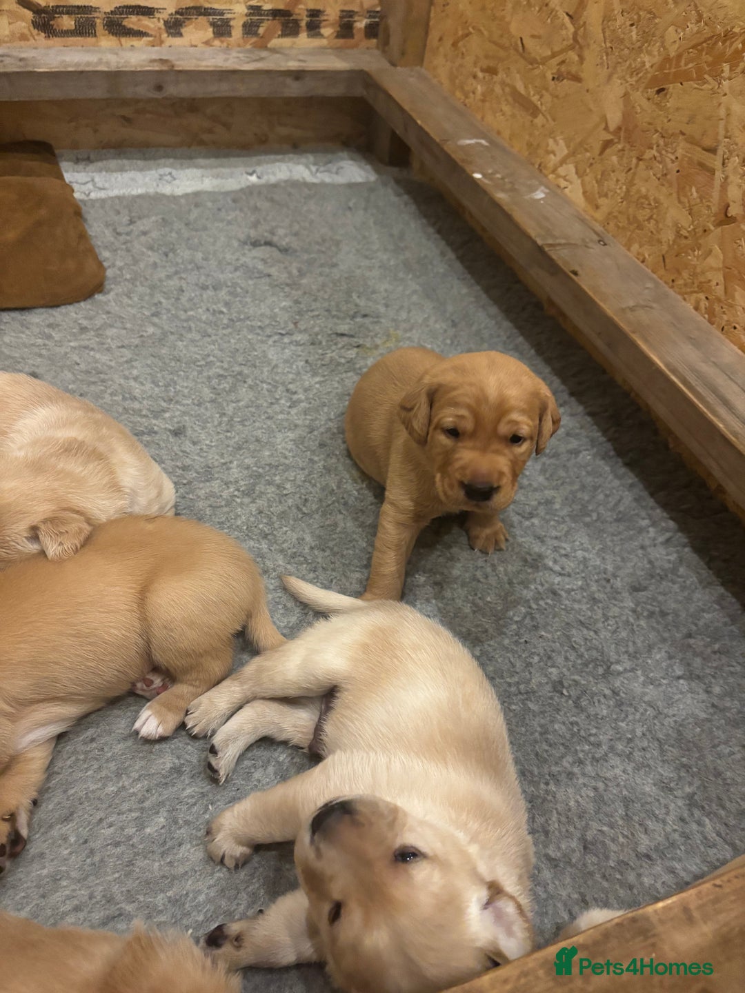 Labrador Retriever dogs for sale: 🐾 Labrador Puppies some with copper colourings 🐾 - Image 30