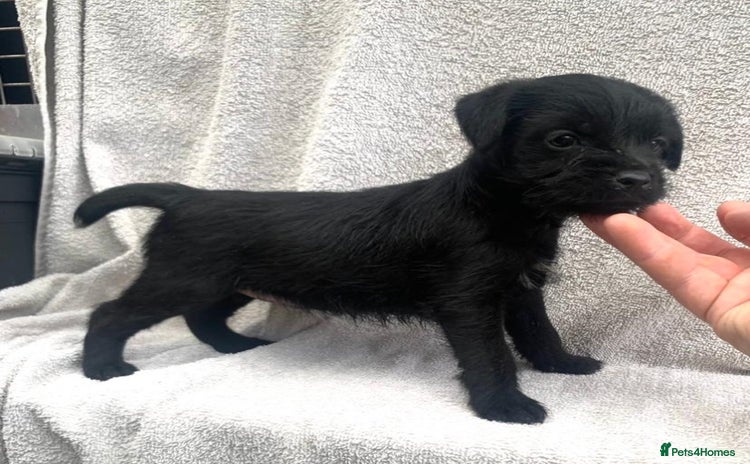 Patterdale Terrier dogs - Advert 4