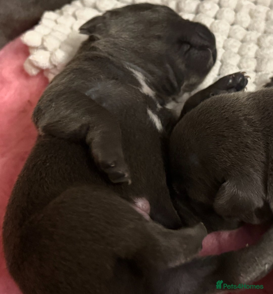 Staffordshire Bull Terrier dogs for sale: KC Blue Staffordshire Bull Terrier Puppies  - Advert 28