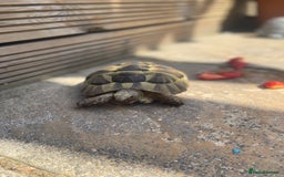 Tortoise reptiles for sale: Dave the Mediterranean spur thighed  - Advert 10