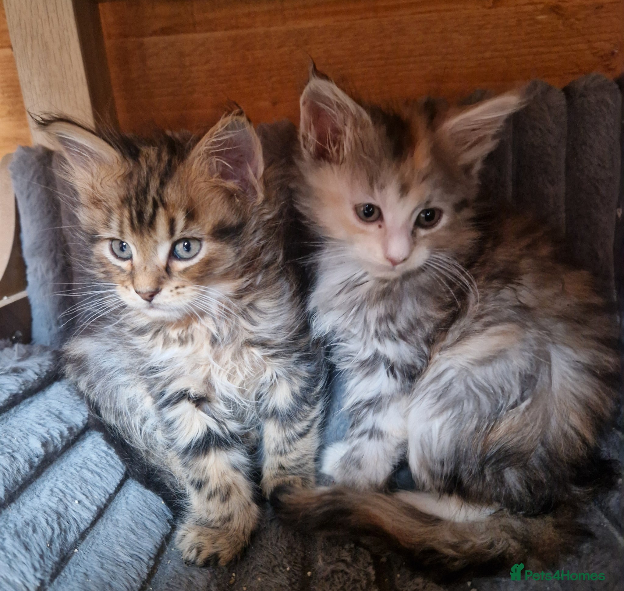 Mixed Breed cats mix Mainecoon - female - Advert 1
