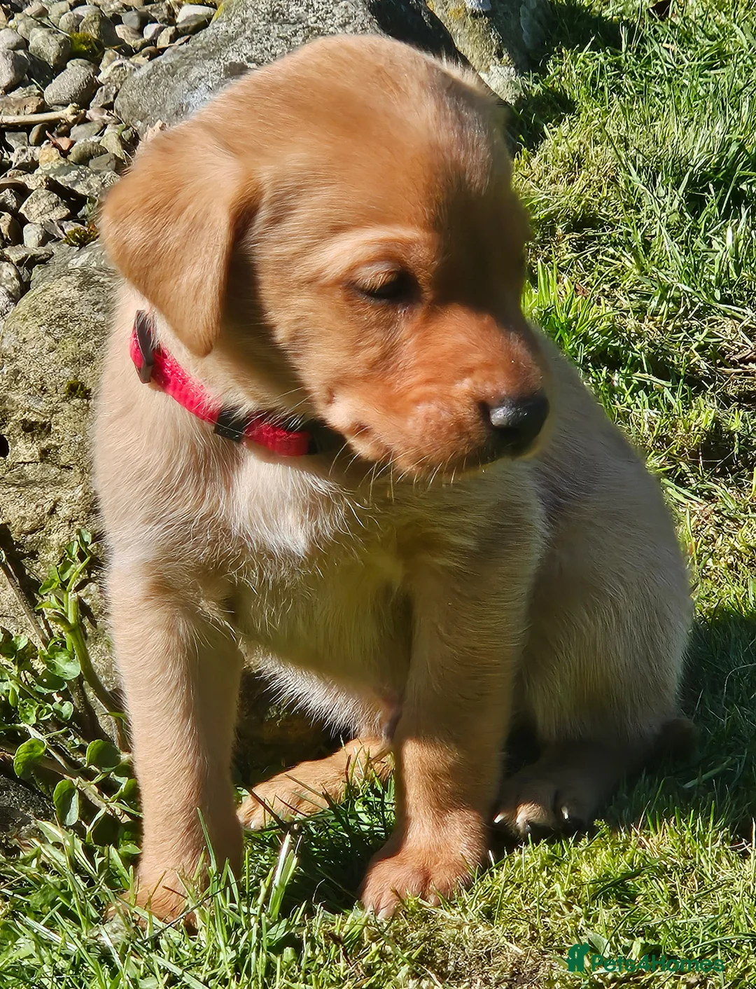 Labrador Retriever dogs for sale: Beautiful Fox Red Labrador Retriever Puppies - Advert 2