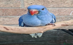 Ringnecks birds for sale: Indianecks  - Image 2
