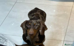 Dachshund dogs for sale: Beautiful Chocolate & Dapple Dachshund Pups - Image 4