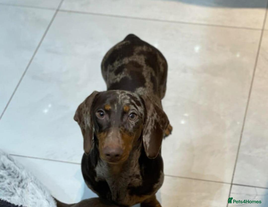 Dachshund dogs for sale: Beautiful Chocolate & Dapple Dachshund Pups - Image 4