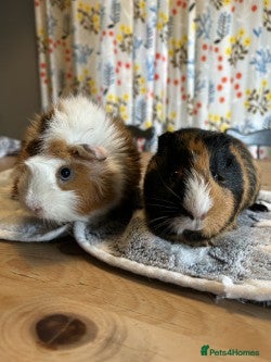 Guinea Pig rodents Two lovely female guinea pigs for sale - Advert 1