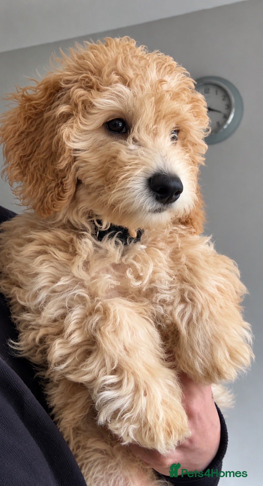 Mini Goldendoodle dogs for sale: F1B Mini Goldendoodle Boy- REDUCED PRICE 🐶 - Advert 2