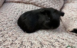 Guinea Pig rodents for sale: Beautiful baby guinea pigs  - Image 4