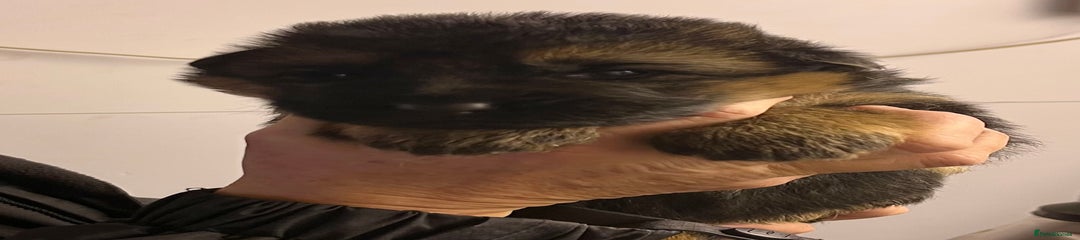 German Shepherd Puppy 6