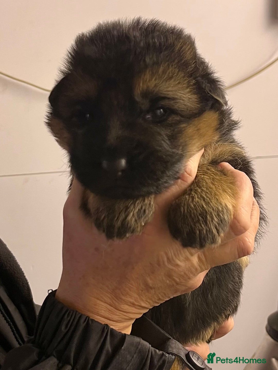 German Shepherd dogs for sale: Litter of puppies with a World Class Pedigree  - Advert 38