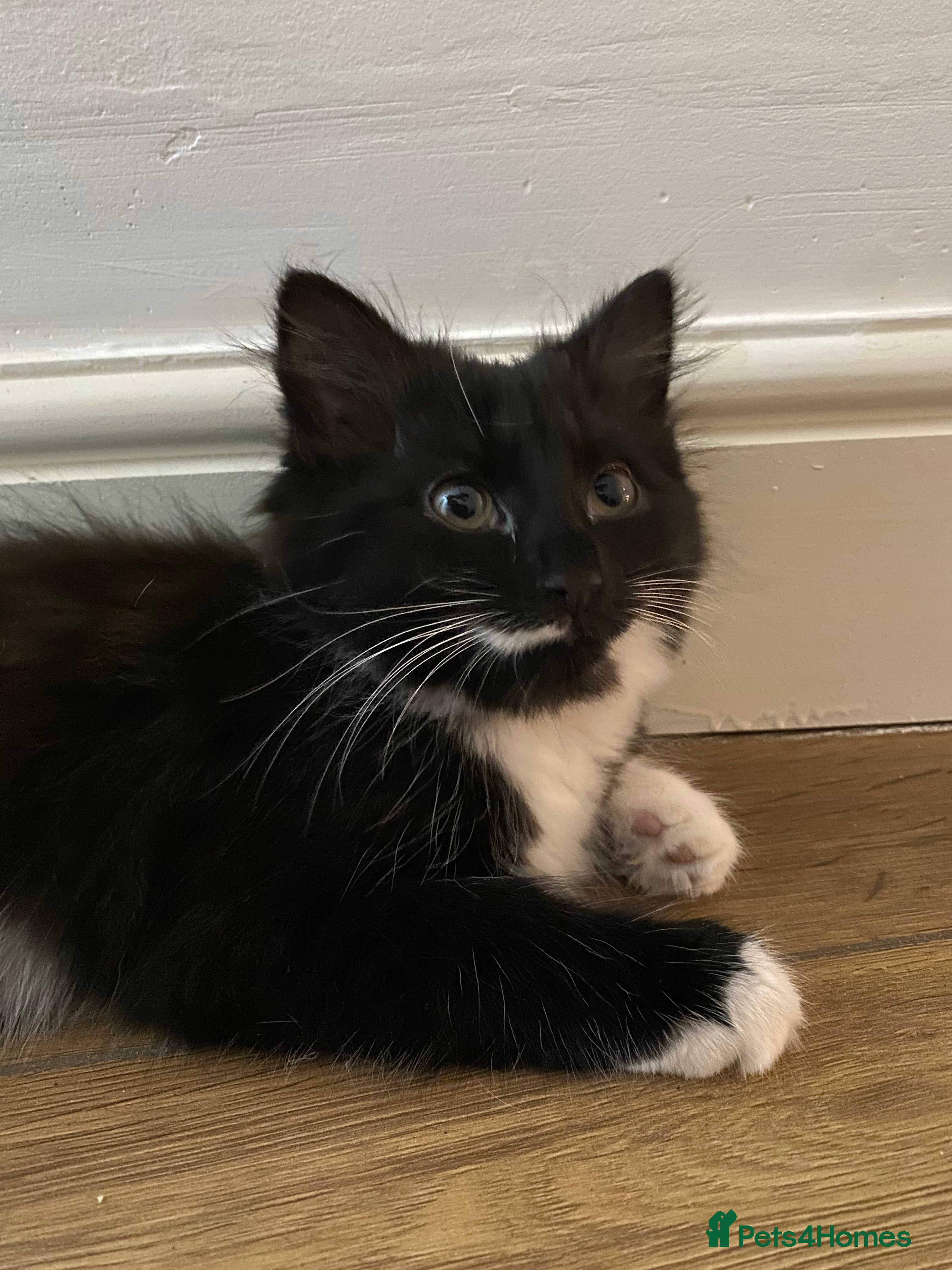 Mixed Breed cats for sale: Tuxedo kittens looking for their forever homes  - Advert 12