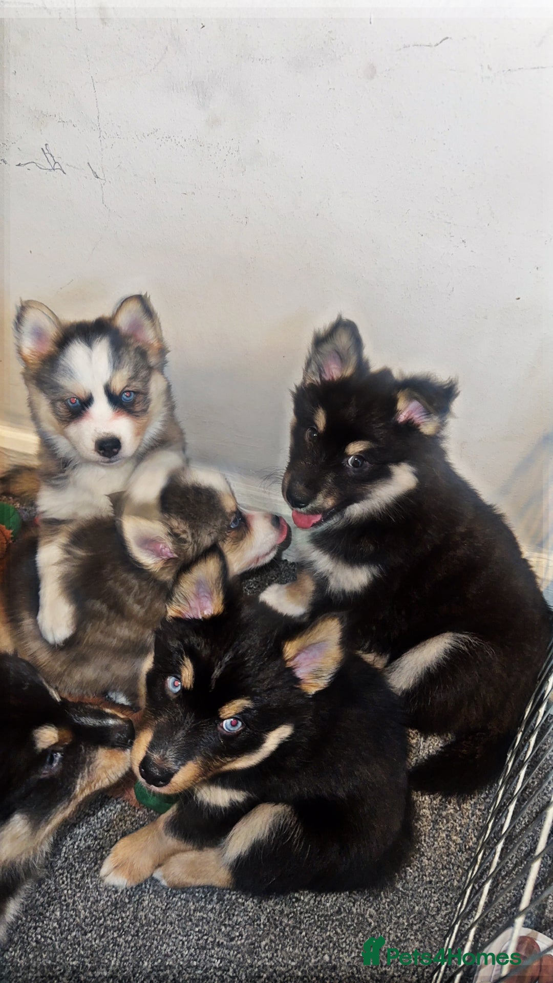 Pomsky dogs for sale: Family-Raised Pomsky Pups - Advert 35