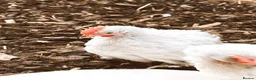Chickens poultry for sale: 8 Week Old Lavender Pekin Bantam Rooster in Chippenham - Advert 1