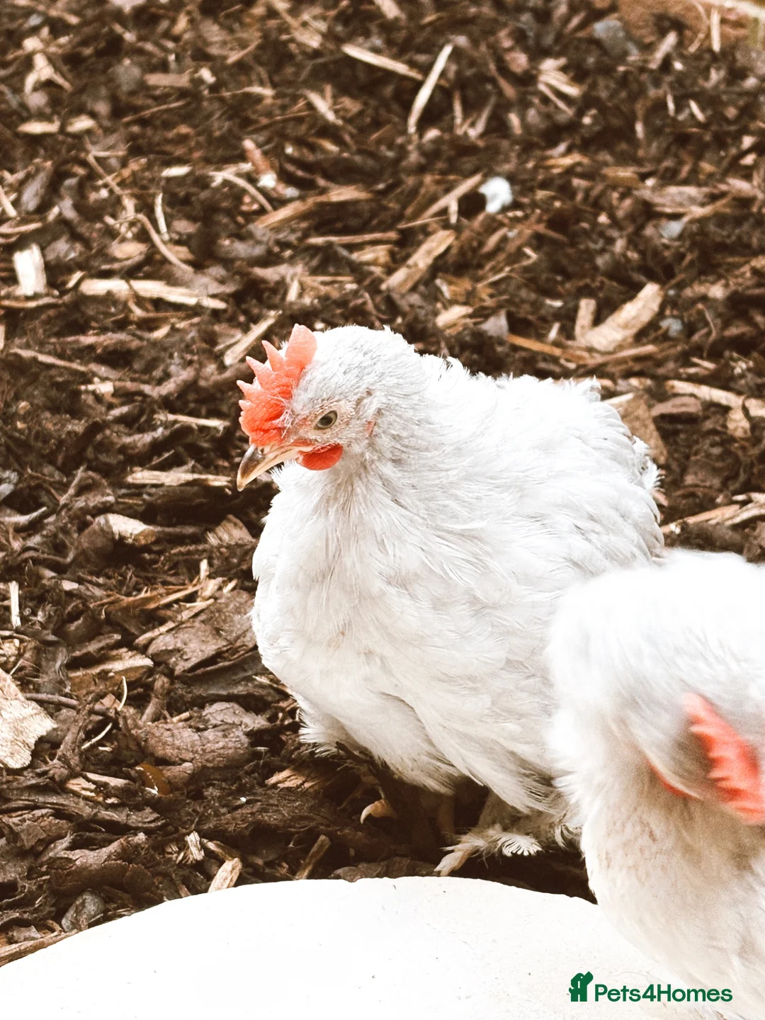 Chickens poultry for sale: 8 Week Old Lavender Pekin Bantam Rooster in Chippenham - Advert 1