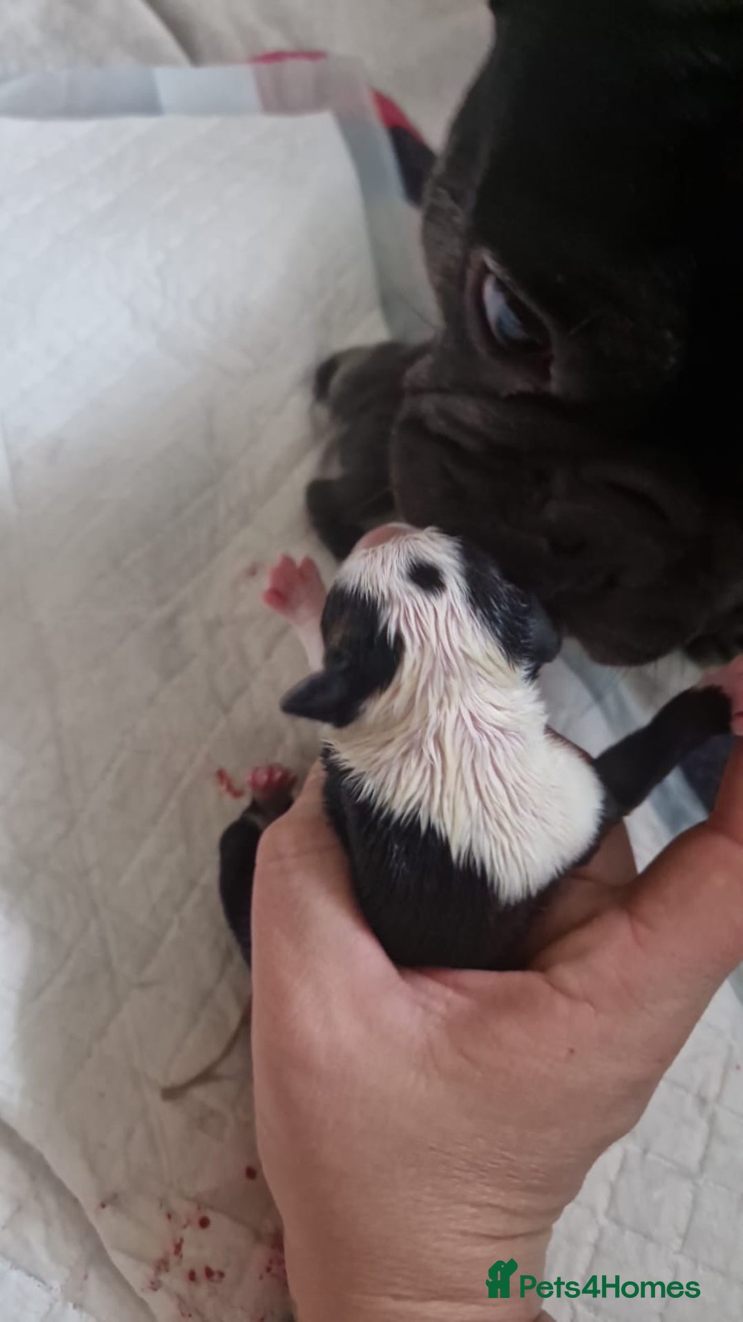 Mixed Breed dogs for sale:  Adorable staffie x frencie pups,Ready Oct31st  - Image 20