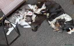 Domestic Shorthair cats for sale: 2 Beautiful Female Kittens Available for Rehoming - Image 3