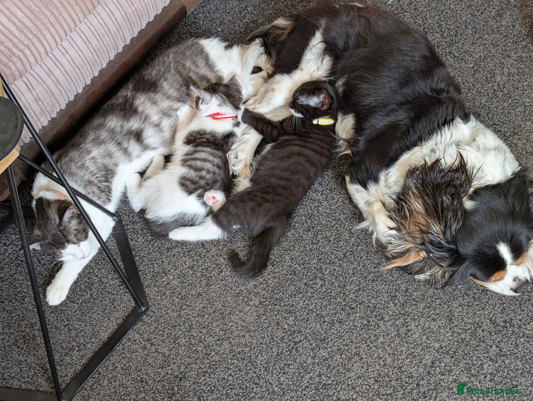 Domestic Shorthair cats for sale: 2 Beautiful Female Kittens Available for Rehoming - Image 3
