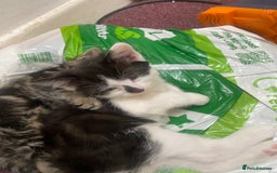 Mixed Breed cats for sale: Beautiful mixed breed kittens ready to leave 🐱 - Image 8