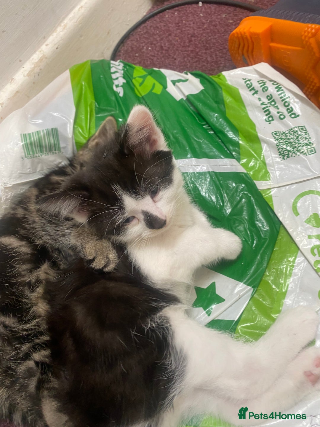 Mixed Breed cats for sale: Beautiful mixed breed kittens ready to leave 🐱 - Image 8