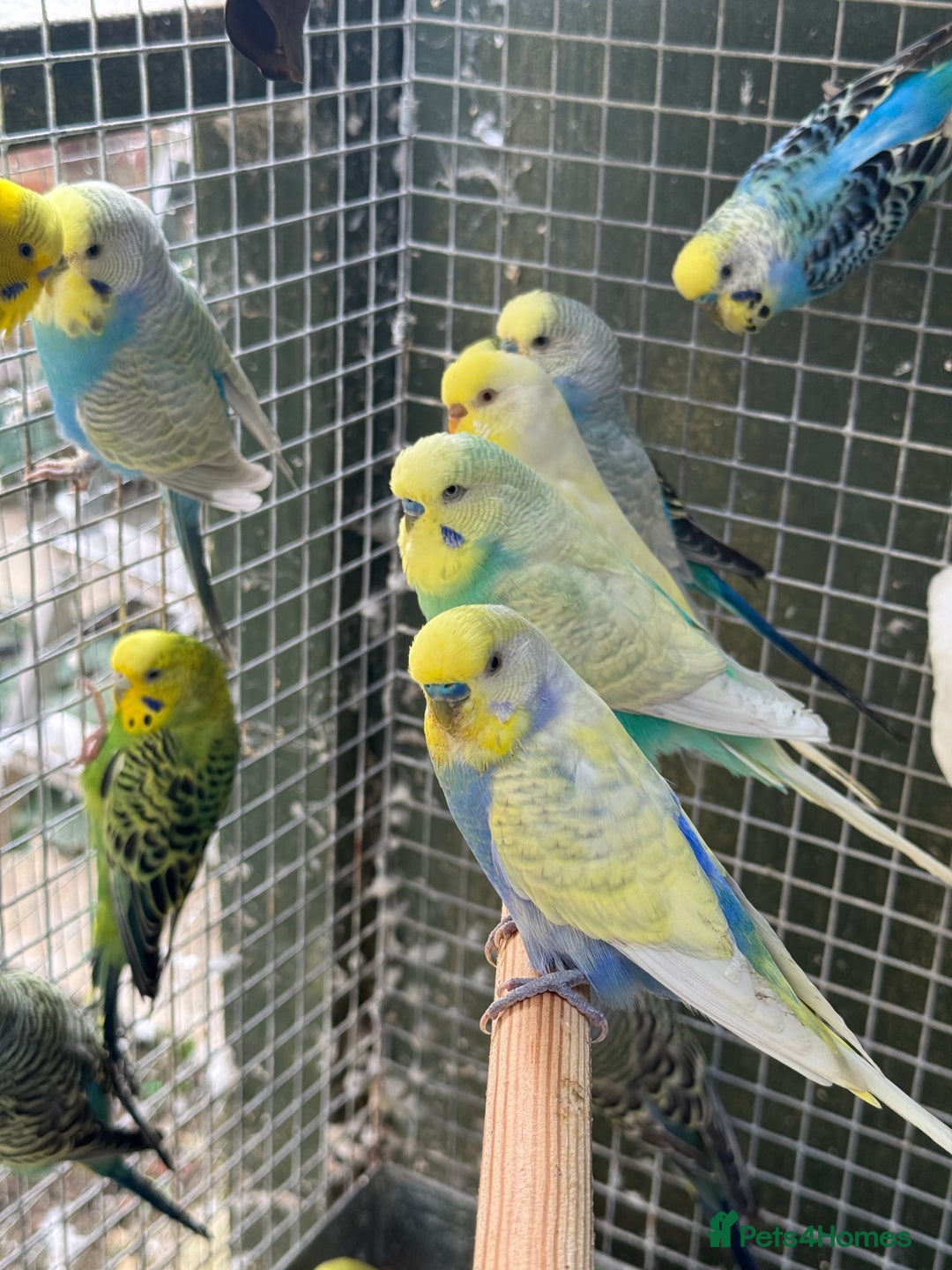 Budgerigars birds for sale: Adorable budgies and cages for sale  - Image 8