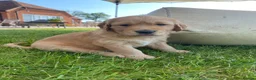 Golden Retriever dogs for sale: Golden Retriever Puppies in Thatcham - Advert 8