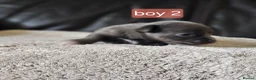 Chihuahua dogs for sale: 5 chiuaua baby boys - Advert 35