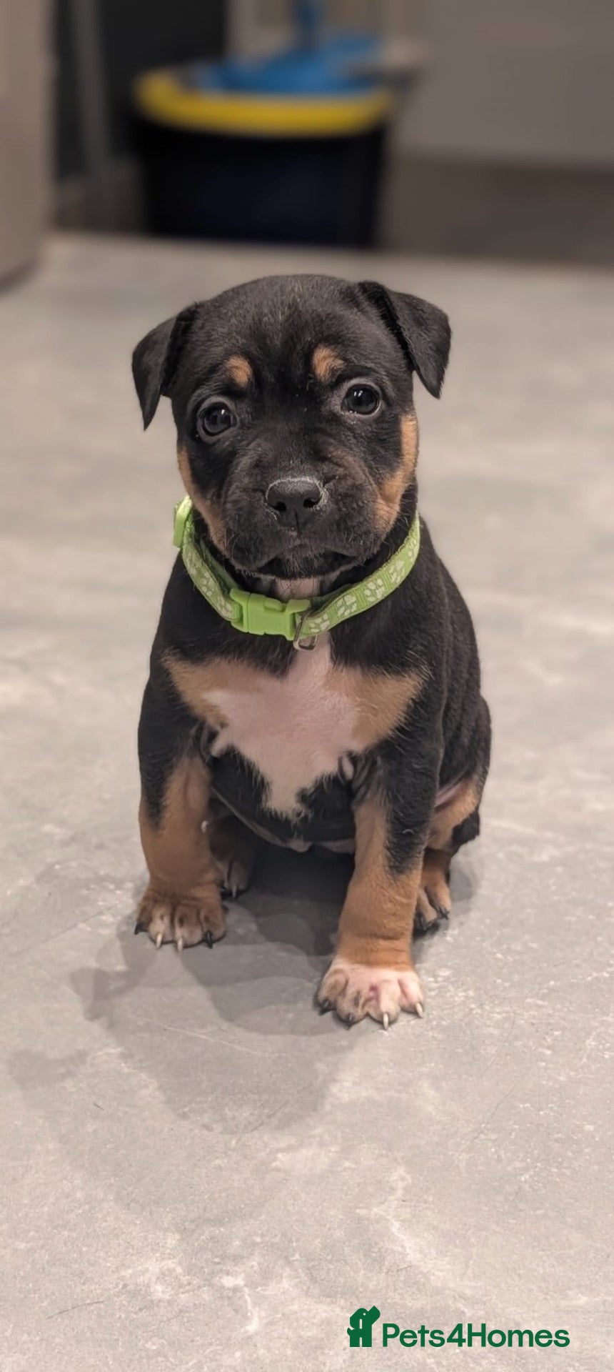 Staffordshire Bull Terrier dogs Staffordshire bull terrier staffy staffie - Advert 1