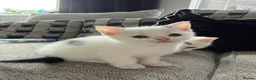 Mixed Breed cats for sale: 3 gorgeous kittens for sale - Advert 3