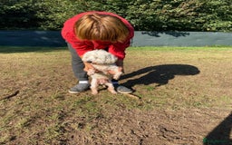 Bichon Frise dogs for adoption: OSCAR - an oldish but lovely boy for a Loving Home - Image 11