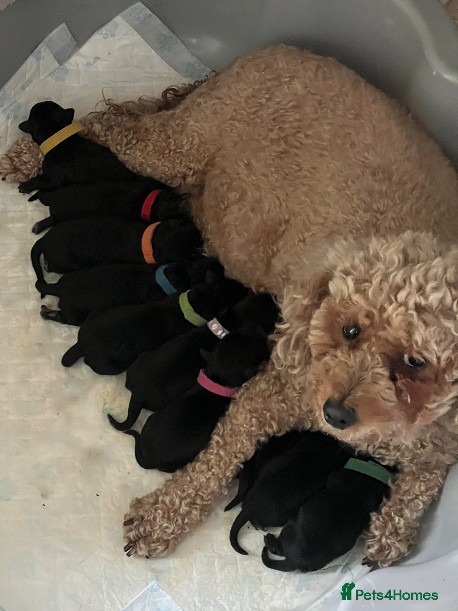 Cavapoo dogs 🐶🐾Cavaschnauzer🐾🐶Adorable Pups🐾🐶 - Advert 3