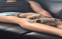 Miniature Dachshund dogs for sale: Healthy dachshunds last boy  - Image 1