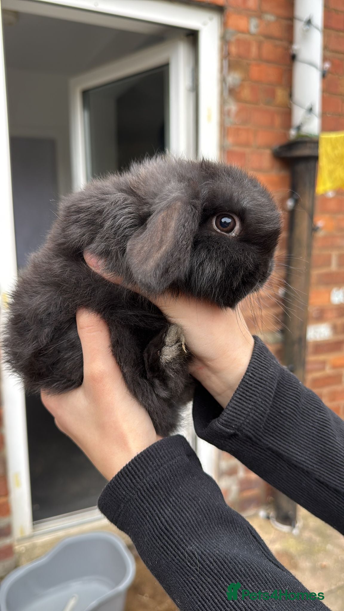 Mini Lion Lop rabbits Stunning Mini LionLops for Sale  - Advert 5
