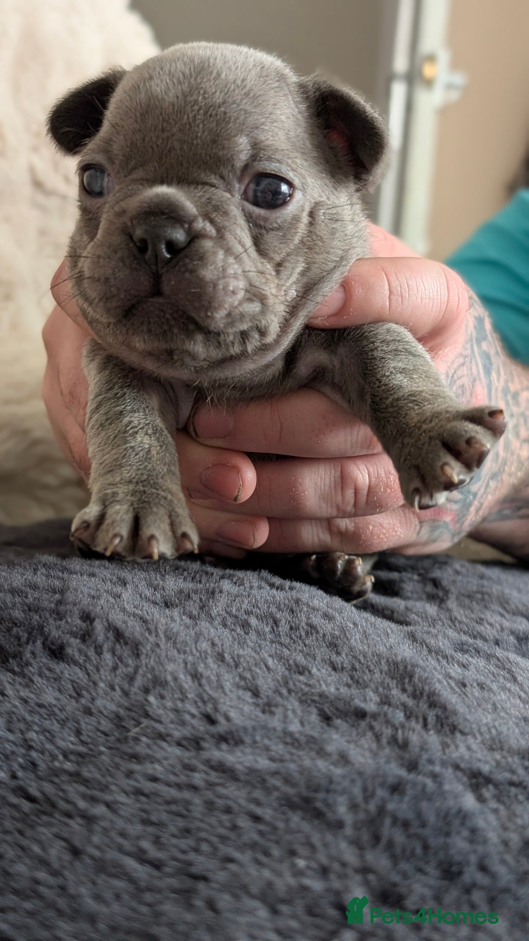 French Bulldog dogs for sale: Beautiful french bulldog puppies  - Image 5