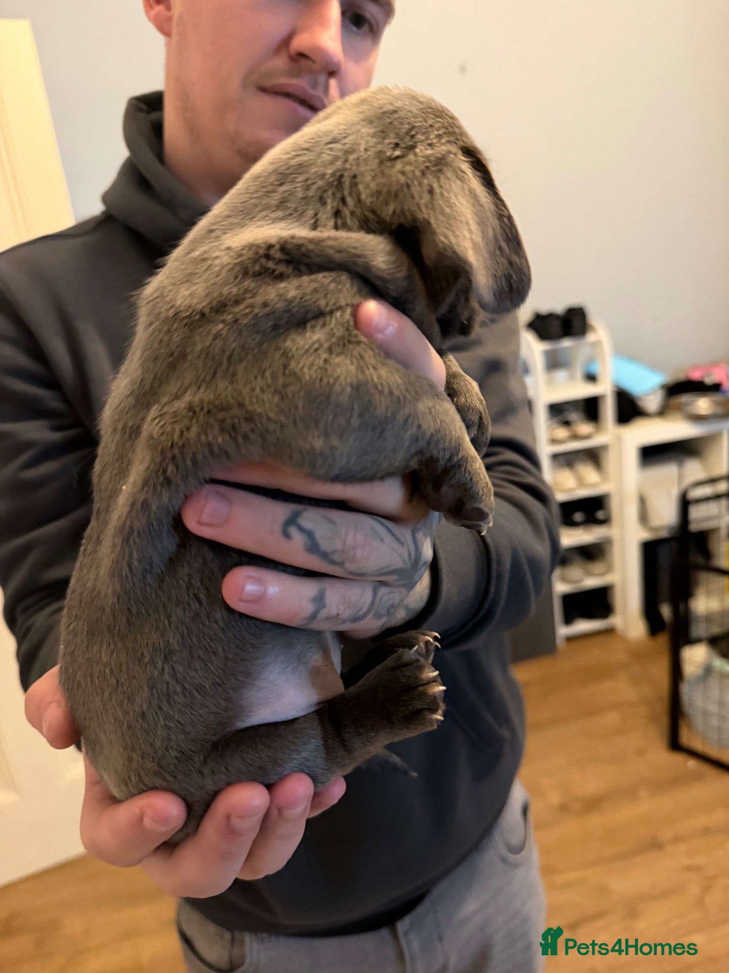 Mixed Breed dogs French bull wieners  - Advert 6