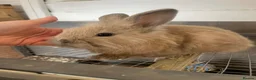 Lionhead rabbits for sale: Male lionhead bunny  in Aldershot - Advert 1
